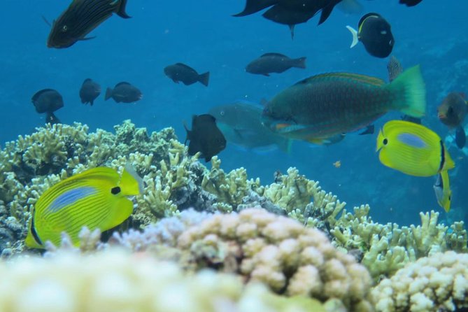 [Miyakojima Snorkel] Private Tour From 2 People Enjoy From 3 Years Old! Enjoy Nemo, Coral and Miyako Blue - Important Health and Safety Information