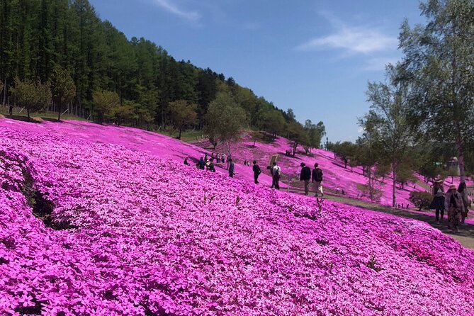 [Shibazakura / Tulip] Going by Private Car, Shibazakura Takinoue Park and Kamiyubetsu Tulip Park (From Sapporo) - Itinerary Highlights