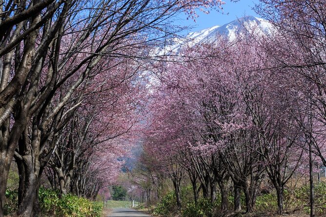 1 Hour Private Photoshoot in Aomori - Rescheduling Options Available