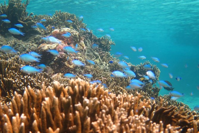 [Miyakojima Snorkel] Private Tour From 2 People Enjoy From 3 Years Old! Enjoy Nemo, Coral and Miyako Blue - Booking Process and Policies