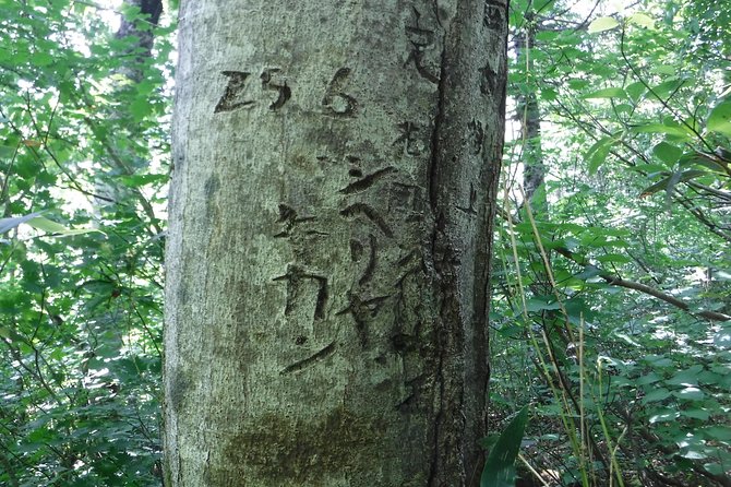 Towards Silent Unexplored Pond, Naganuma Guided Walk - Experience the Natural Beauty