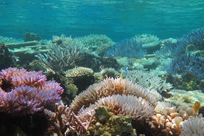 [Miyakojima Snorkel] Private Tour From 2 People Enjoy From 3 Years Old! Enjoy Nemo, Coral and Miyako Blue - Tips for a Great Experience