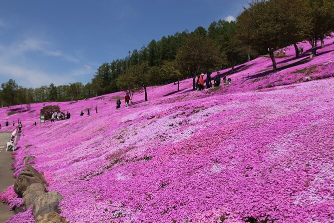 [Shibazakura / Tulip] Going by Private Car, Shibazakura Takinoue Park and Kamiyubetsu Tulip Park (From Sapporo) - Travel Tips and Recommendations