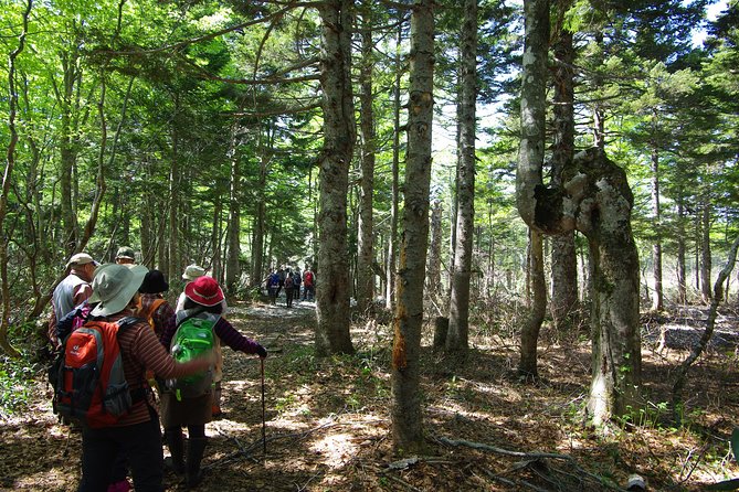 Towards Silent Unexplored Pond, Naganuma Guided Walk - What to Expect on the Trail