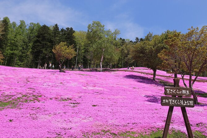 [Shibazakura / Tulip] Going by Private Car, Shibazakura Takinoue Park and Kamiyubetsu Tulip Park (From Sapporo) - Key Points