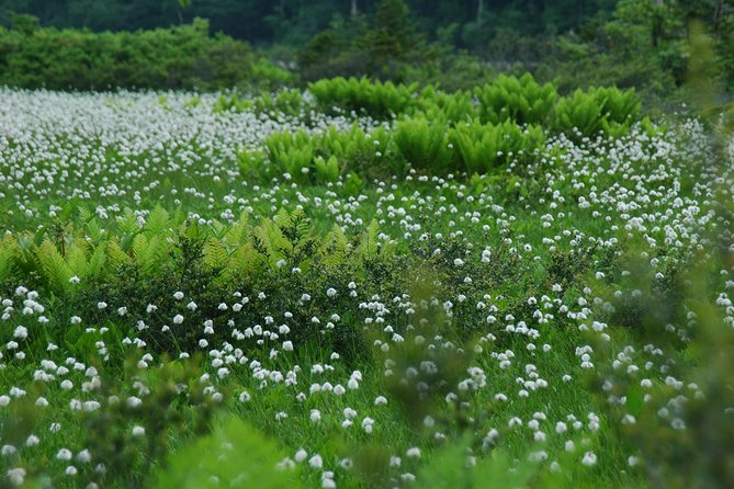 Towards Silent Unexplored Pond, Naganuma Guided Walk - Key Points